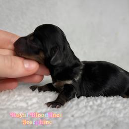 Josephine - Dapple female Dachshund puppy in Wooldridge, Missouri from Royal Bloodline Canines