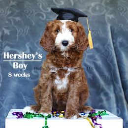 Hershey's (boy) grey collar - Red  Goldendoodle puppy in Corona, California from Fluffy Puppy Mini Doodles LLC