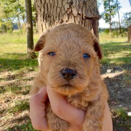 Prince - Apricot male Maltipoo puppy in Melissa, Texas from Southern Love Cavapoos & Maltipoos