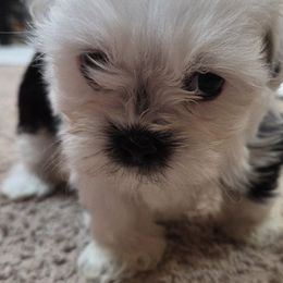 Shihpoos and Shih Tzus from SweetTee's Shih Tzus LLC