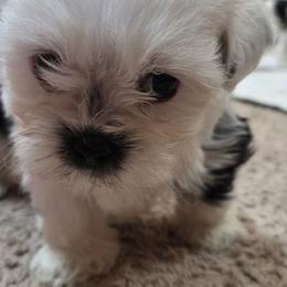 Shihpoos and Shih Tzus from SweetTee's Shih Tzus LLC