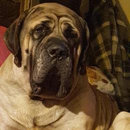 Mastiffs from Sue Blickenstaff's Mastiffs
