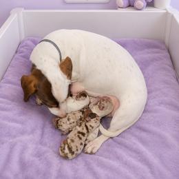 Lily - Dapple female Dachshund puppy in Los Angeles, California from One love doxies