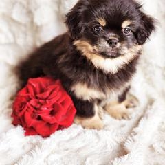 Tibetan Spaniel Puppies from Trillium Tibetan Spaniels