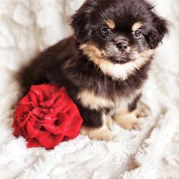 Tibetan Spaniel Puppies from Trillium Tibetan Spaniels