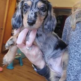 Dachshund Puppies from Pure Joy Dachshunds