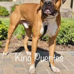 Boxer Puppies from Starlight Boxer Corner