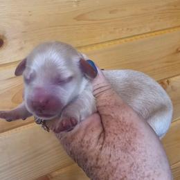 Cream piebald female - Piebald female Dachshund puppy in Trade, Tennessee from TN Miniature Dachshunds & Basset Hounds