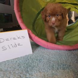 Derek's Slide - Red gold male Nova Scotia Duck Tolling Retriever puppy in Austin Tx, Texas from Hearts and Paws