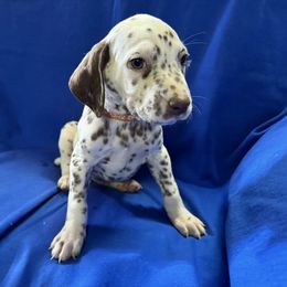 Orange Male 1250 - White and liver brown Dalmatian puppy in Leavenworth, Kansas from Tally Ho Dalmatians