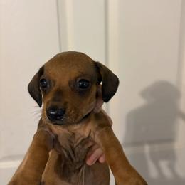 Hermes - Red male Dachshund puppy in Conroe, Texas from R&M Dachshunds