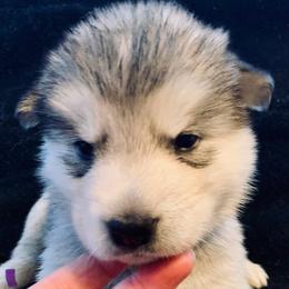 Scone - Gray and white female Alaskan Malamute puppy in Palmyra, Michigan from Illusion Kennel