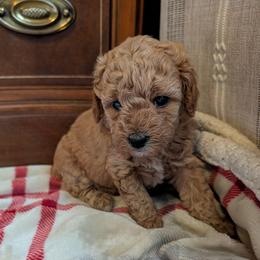 Cassie - Apricot female Goldendoodle puppy in Portage, Michigan from Country Lane Goldendoodles