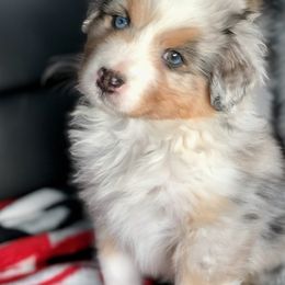 Australian Shepherd Puppies from NorthRidge Australian Shepherds