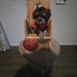 Cocoa - Liver female Miniature Schnauzer puppy in Charleston, South Carolina from The Miniature Life