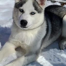 Siberian Husky Puppies from Marsh Creek Huskies