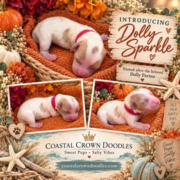 Girl 4 - Cream female Goldendoodle puppy in Port Saint Lucie, Florida from Coastal Crown Doodles