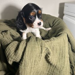 Lila - Tri-color female Cavalier King Charles Spaniel puppy in Port Barre, Louisiana from Bayou Cavaliers