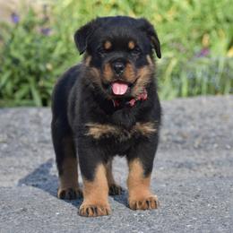 Boy 2 - male Rottweiler puppy in Catawissa, Pennsylvania from Sharp Ridge Rottweilers