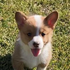 American Corgis and Pembroke Welsh Corgis from Brazos Corgis