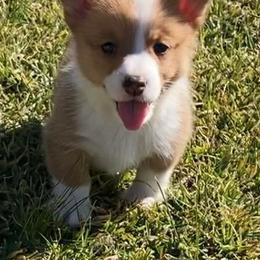 American Corgis and Pembroke Welsh Corgis from Brazos Corgis