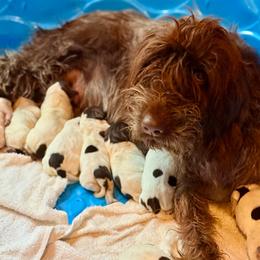Sophie - Wirehaired Pointing Griffon