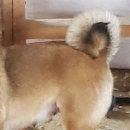 Shiba Inu from Z Ranch Canines