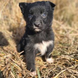 Klaus - Black & white male Australian Shepherd puppy in Smithfield, Virginia from Squirrelytail Farms