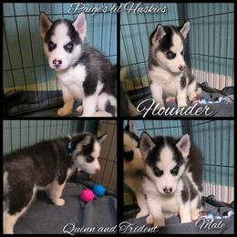 Flounder - Black and white male Siberian Husky puppy in Bloomfield, Indiana from Paiges lil huskies