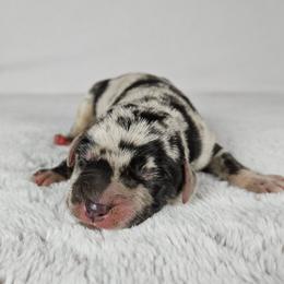 Sniper - Blue merle female Catahoula Leopard Dog puppy in Doerun, Georgia from Twig & Tail Puppies
