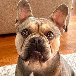 French Bulldogs from Hey Hey Frenchies