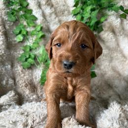 Elephant 'Ellie' - Red  female Goldendoodle puppy in Harrisburg, Oregon from Dolly’s Doods