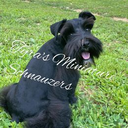 Bella - Miniature Schnauzer
