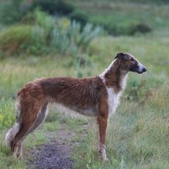 Borzoi All Grown Up from Northern Tier Hounds