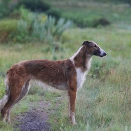 Borzoi All Grown Up from Northern Tier Hounds