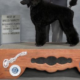Poodle All Grown Up from Jumelage Standard Poodles