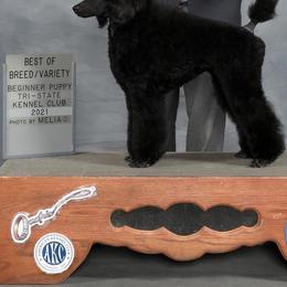 Poodle All Grown Up from Jumelage Standard Poodles