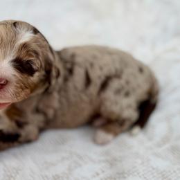 Pink collar girl - Chocolate merle female Bernedoodle puppy in Colorado Springs, Colorado from Mercy Mountain Bernedoodles