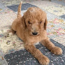Reese - Apricot male Poodle puppy in St. Johnsbury, Vermont from Poodles of the Northern Woods