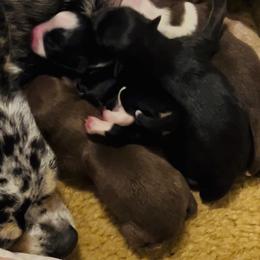 Cocoa - Chocolate and white male Chihuahua puppy in Massachusetts, Massachusetts from Boston Chi Chis