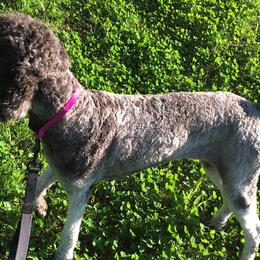Goldendoodles from Echo Valley Poodles & Doodles