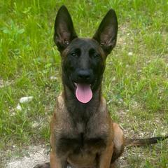 Belgian Malinois and Dutch Shepherd Puppies from Maine Working Dogs