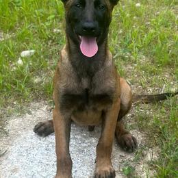Belgian Malinois and Dutch Shepherd Puppies from Maine Working Dogs
