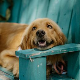 Hazel - Golden Retriever