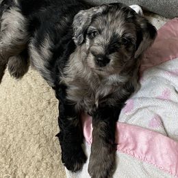 Aussiedoodle and Miniature Australian Shepherd Puppies from Dazy Mayze Mini Aussies and Aussiedoodles