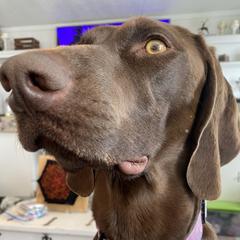 Winter - German Shorthaired Pointer
