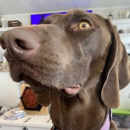 Winter - German Shorthaired Pointer