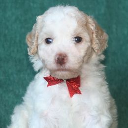 Tiny Tim - Yellow and white male Bernedoodle puppy in Burtchville, Michigan from Sparling's Doodles