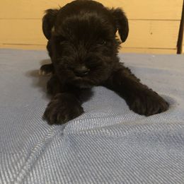 Miniature Schnauzer Puppies from Parsons’ Kennels