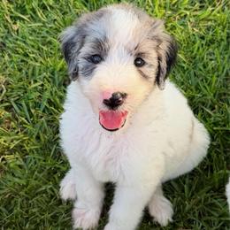 Clarabelle - Gray and white female Sheepadoodle puppy in Willacoochee, Georgia from Kitandkboodle's Doodles